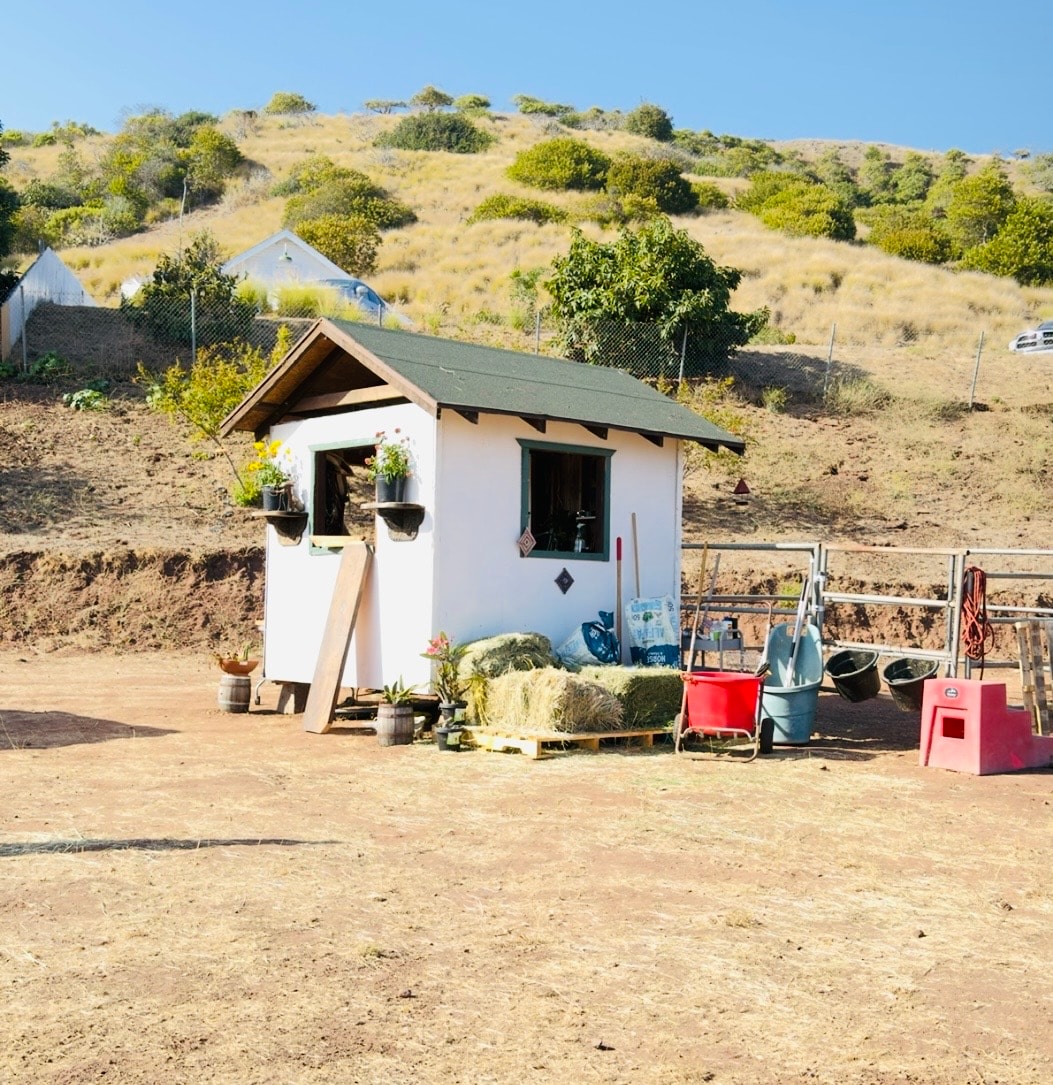 Horses on the ranch