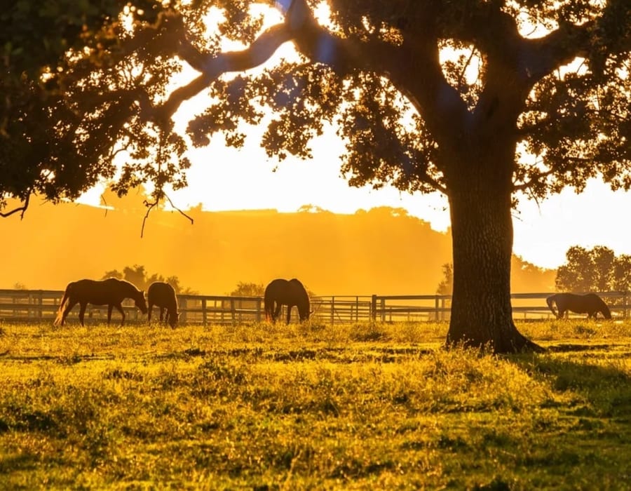 Horses grazing on the Ortega Family Ranch pasture